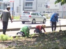 北10条でコキアの苗を移植しているところ