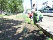 コキアの苗を移植しているところ