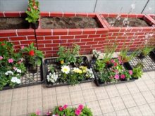 コンテナに植えるために用意した苗