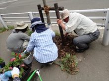 小学校前街路ますの花植え