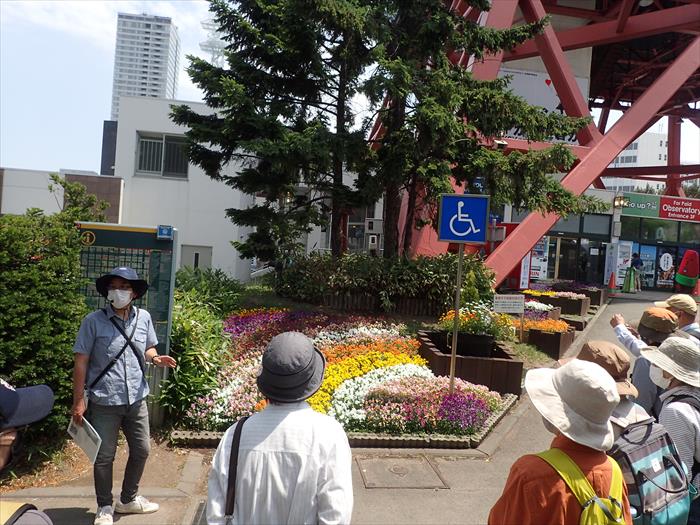 テレビ塔の下のパンジー