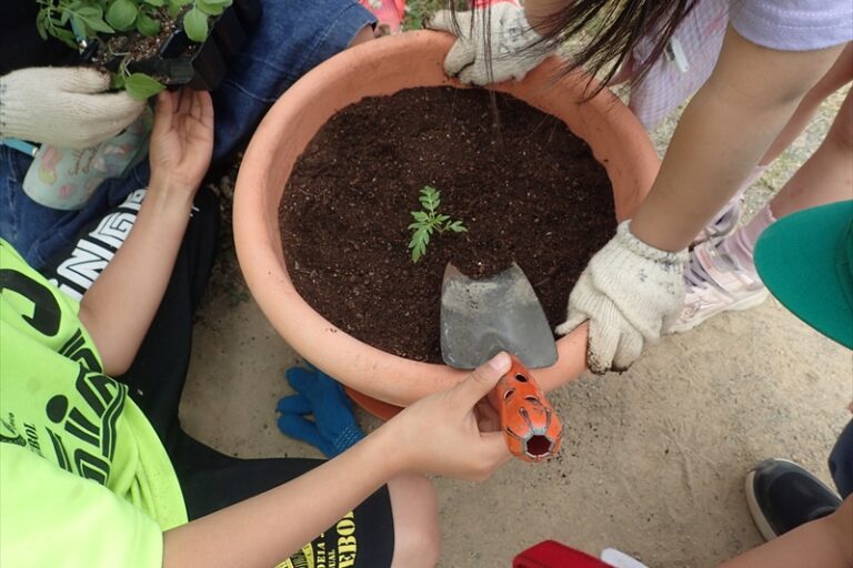 プランターに苗を植えている