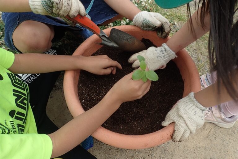 プランターに苗を植えている