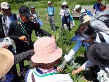 タッチガーデンで香りを確めている様子