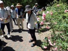 ローズウォークでのボランティアさんの説明の様子