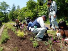 花植え体験。オレガノとブルーサルビアを植えました。