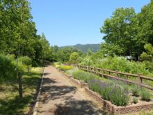 ハーブの花壇が続きます