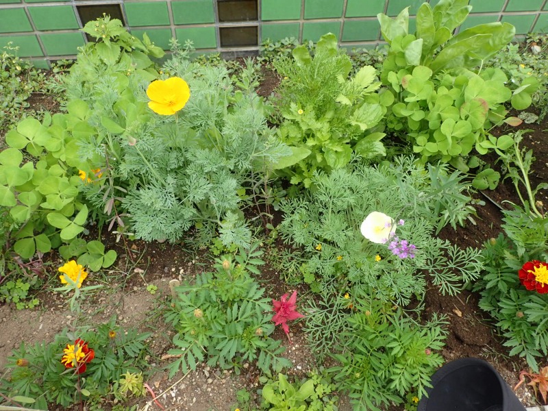 ハナビシソウなどの開花