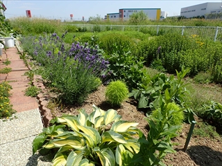 コキアの植えられているところ