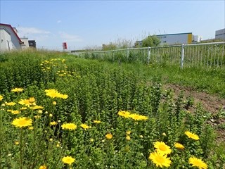 ダイヤーズカモミールとミントの広がるところ