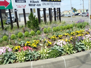 東雁来の交差点の花壇