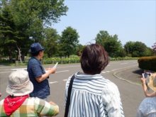 恵み野中央公園通り沿いのアナベル