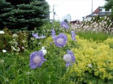 スカビオサの花