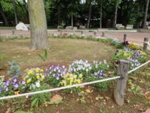ビオラの花壇