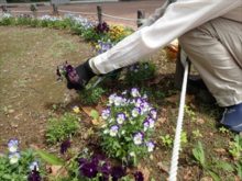 ビオラのメンテナンス