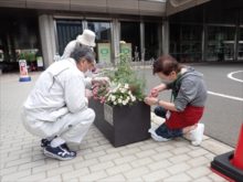 花がらつみの様子