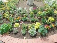 成長後の花壇の様子