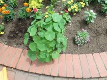 葉の繁りすぎたナスタチウム