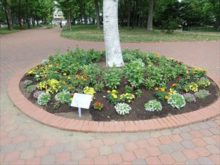 メンテナンス後の花壇の様子