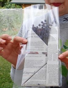 来場者プレゼントのラベンダー