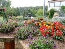 ファイヤーボールとペチュニアの植栽