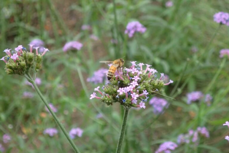 サンジャクバーベナとハチ