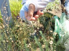 アマのタネがなっているところ