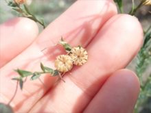 タネが落ちて開いてしまった球果