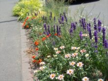 花壇のお花の様子