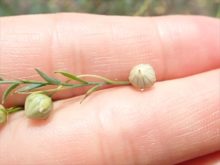 タネの入った球果の様子