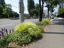 花壇の全体の様子