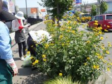 花壇のお花の様子