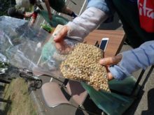 この日採種したアマのタネ