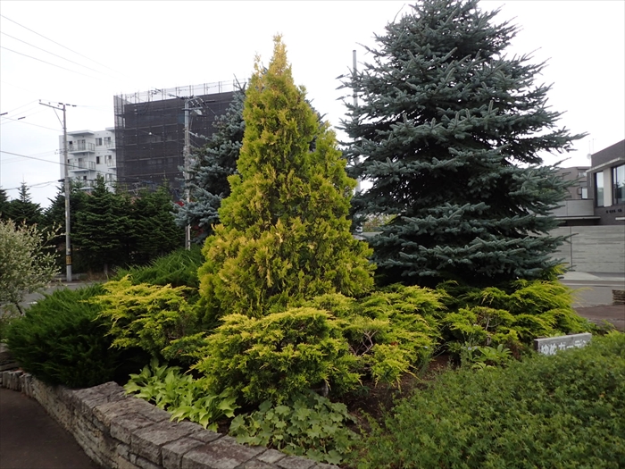 ゆめガーデンのコニファー