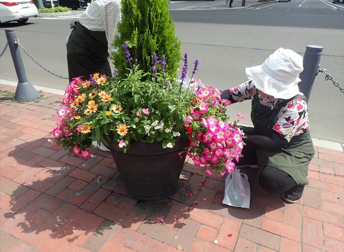 特に成長が著しかったペチュニアのコンテナ
