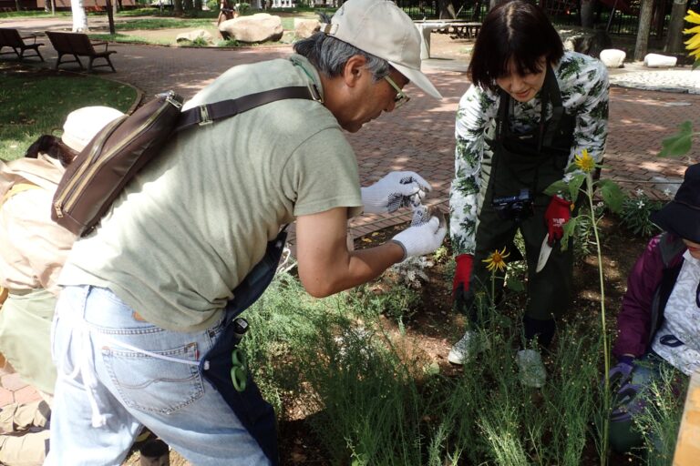 アマの種を取っている様子