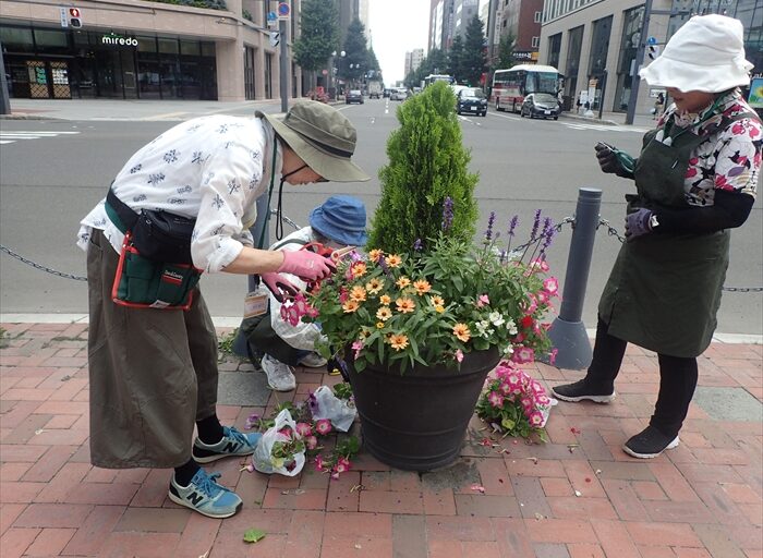 ペチュニアを整理した後のようす