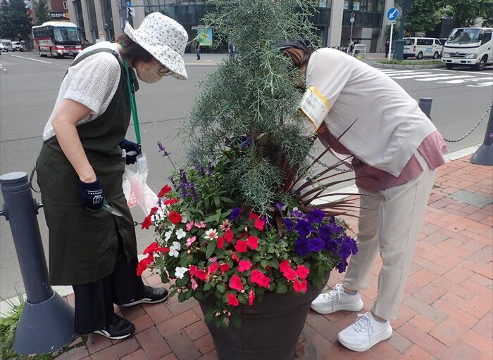 インパチェンスがきれいなコンテナ