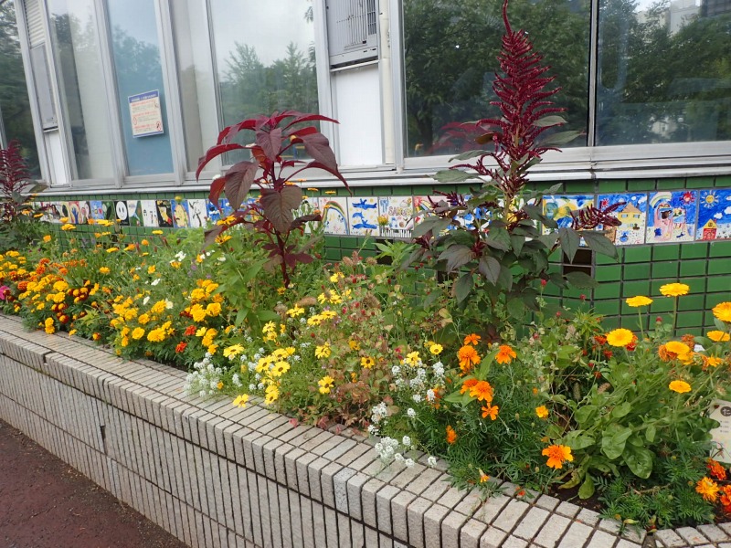 たねダンゴ花壇の開花のようす