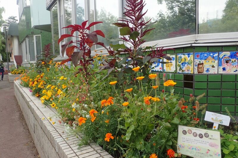 「まちづくり体験実習「中島児童会館花壇づくり」花壇のおていれをしました」のサムネイル