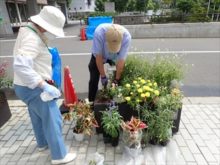 補植しているところ