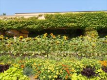 ツインキャップ前の植栽