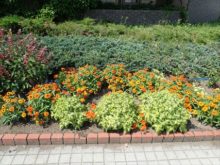 オレンジのウェーブ