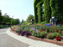 6色のウェーブの花壇