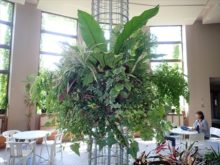 サンルームのハンギングバスケット