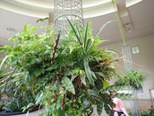 観葉植物のハンギングバスケット