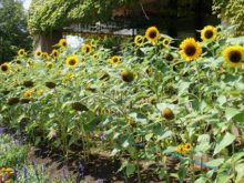 ツインキャップ前の花壇の様子
