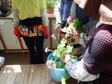 ゼラニウムの挿し木