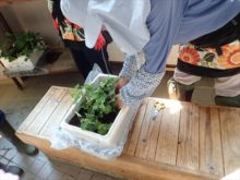 ゼラニウムの挿し木の様子