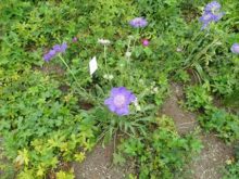 スカビオサ8月の咲き具合